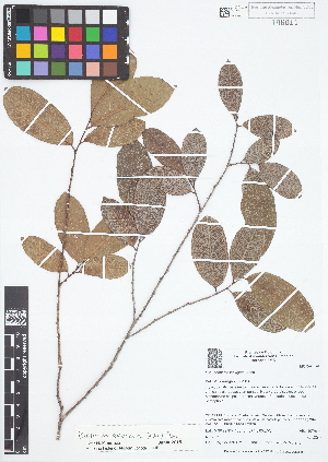  ( - IAvH - RG2379)  @11 [ ] Copyright (2015) Instituto de Investigacion Alexander von Humboldt (IAvH) Instituto de Investigacion Alexander von Humboldt (IAvH)