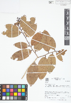  ( - IAvH - RG2380)  @11 [ ] Copyright (2015) Instituto de Investigacion Alexander von Humboldt (IAvH) Instituto de Investigacion Alexander von Humboldt (IAvH)