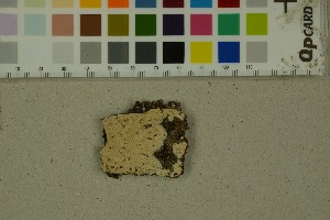 (Gloeocystidiellum kenyense - BGE_000351_A02)  @11 [ ] by-nc-sa (2025) Unspecified University of Oslo, Natural History Museum