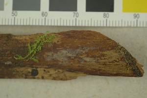  (Atractiellomycetes - BGE_00349_C06)  @11 [ ] by-nc-sa (2025) Unspecified University of Oslo, Natural History Museum