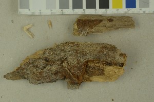  (Bourdotigloea multifurcata - BGE_00349_D08)  @11 [ ] by-nc-sa (2025) Unspecified University of Oslo, Natural History Museum