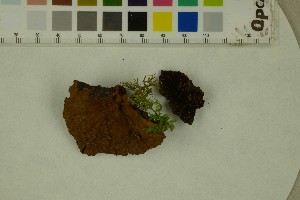  (Leotiomycetes_order_Incertae_sedis - BGE_000351_B09)  @11 [ ] by-nc-sa (2025) Unspecified University of Oslo, Natural History Museum