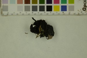  (Eleutheromyces - BGE_000351_C04)  @11 [ ] by-nc-sa (2025) Unspecified University of Oslo, Natural History Museum