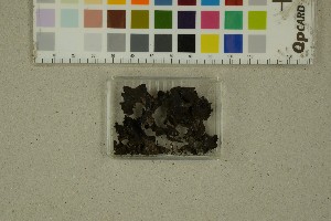  (Diplocarpa - BGE_000351_F07)  @11 [ ] by-nc-sa (2025) Unspecified University of Oslo, Natural History Museum