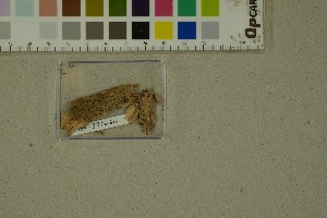  (Endoxyla macrostoma - BGE_000351_H04)  @11 [ ] by-nc-sa (2025) Unspecified University of Oslo, Natural History Museum