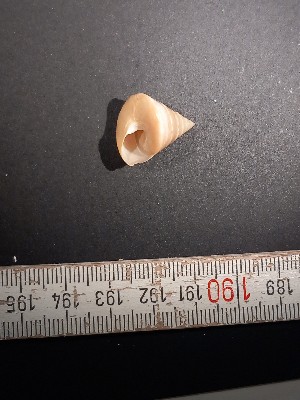  (Calliostoma conulus - BGE_00344_A02)  @11 [ ] by-nc-sa (2024) Unspecified University of Oslo, Natural History Museum