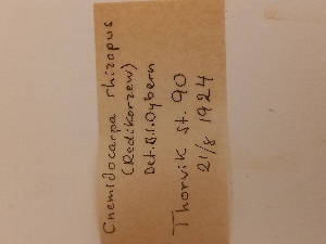  (Cnemidocarpa rhizopus - BGE_00347_F11)  @11 [ ] by-nc-sa (2025) Unspecified University of Oslo, Natural History Museum