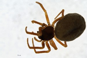  ( - BGE_00359_A01)  @11 [ ] by-nc-sa (2025) Unspecified University Museum of Bergen