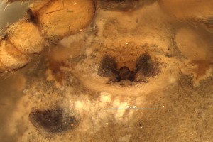  ( - BGE_00359_A01)  @11 [ ] by-nc-sa (2025) Unspecified University Museum of Bergen