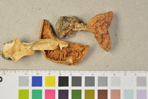  (Cortinarius inexspectatus - BGE_00349_G05)  @11 [ ] by-nc-sa (2025) Unspecified University of Oslo, Natural History Museum