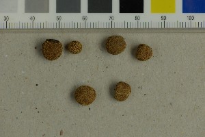  (Elaphomyces pusillus - BGE_00349_E08)  @11 [ ] by-nc-sa (2025) Unspecified University of Oslo, Natural History Museum