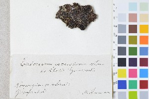  (Merismatium - BGE_00349_B12)  @11 [ ] by-nc-sa (2025) Unspecified University of Oslo, Natural History Museum