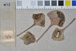  (Helminthosporium - BGE_00349_F01)  @11 [ ] by-nc-sa (2025) Unspecified University of Oslo, Natural History Museum