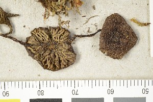  (Entoloma milleri - BGE_00349_D09)  @11 [ ] by-nc-sa (2025) Unspecified University of Oslo, Natural History Museum