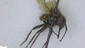  (Botanophila trapezina - NHMO-ENT-252953)  @11 [ ] by-nc-sa (2023) Unspecified University of Oslo, Natural History Museum