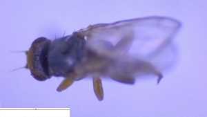  ( - NHMO-ENT-16594)  @11 [ ] by-nc-sa (2023) Unspecified University of Oslo, Natural History Museum