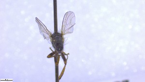  ( - NHMO-ENT-52579)  @11 [ ] by-nc-sa (2023) Unspecified University of Oslo, Natural History Museum