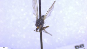  ( - NHMO-ENT-52579)  @11 [ ] by-nc-sa (2023) Unspecified University of Oslo, Natural History Museum