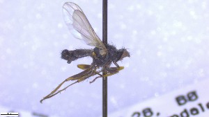 ( - NHMO-ENT-52579)  @11 [ ] by-nc-sa (2023) Unspecified University of Oslo, Natural History Museum