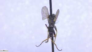  ( - NHMO-ENT-52580)  @11 [ ] by-nc-sa (2023) Unspecified University of Oslo, Natural History Museum