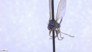  ( - NHMO-ENT-52580)  @11 [ ] by-nc-sa (2023) Unspecified University of Oslo, Natural History Museum
