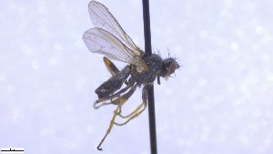  ( - NHMO-ENT-52580)  @11 [ ] by-nc-sa (2023) Unspecified University of Oslo, Natural History Museum