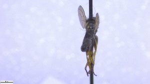  ( - NHMO-ENT-52581)  @11 [ ] by-nc-sa (2023) Unspecified University of Oslo, Natural History Museum