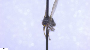  ( - NHMO-ENT-52581)  @11 [ ] by-nc-sa (2023) Unspecified University of Oslo, Natural History Museum