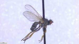  ( - NHMO-ENT-52581)  @11 [ ] by-nc-sa (2023) Unspecified University of Oslo, Natural History Museum