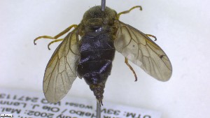  ( - NHMO-ENT-88628)  @11 [ ] by-nc-sa (2023) Unspecified University of Oslo, Natural History Museum