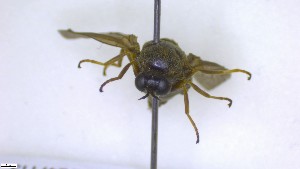  ( - NHMO-ENT-88628)  @11 [ ] by-nc-sa (2023) Unspecified University of Oslo, Natural History Museum