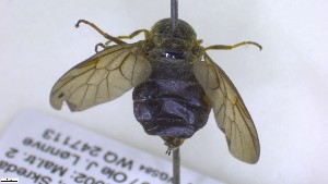  ( - NHMO-ENT-495881)  @11 [ ] by-nc-sa (2023) Unspecified University of Oslo, Natural History Museum