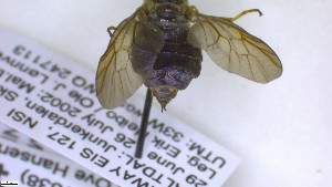  ( - NHMO-ENT-495882)  @11 [ ] by-nc-sa (2023) Unspecified University of Oslo, Natural History Museum