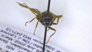  ( - NHMO-ENT-495882)  @11 [ ] by-nc-sa (2023) Unspecified University of Oslo, Natural History Museum