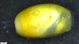  (Cylichna occulta - BGE_00343_B07)  @11 [ ] by-nc-sa (2024) Unspecified University of Oslo, Natural History Museum