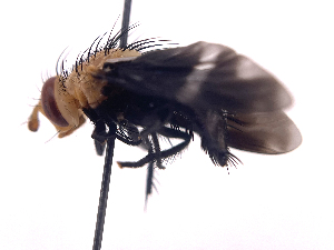  (Tachinisca - ONBTA-01-C01)  @11 [ ] CreativeCommons - Attribution Share Alike (2025) CBG Photography Group Centre for Biodiversity Genomics