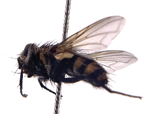  ( - ONBTA-01-H08)  @11 [ ] CreativeCommons - Attribution Share Alike (2025) CBG Photography Group Centre for Biodiversity Genomics