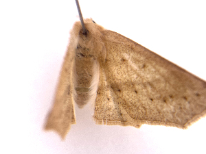  ( - ONBTA-02-C02)  @11 [ ] CreativeCommons - Attribution (2025) CBG Photography Group Centre for Biodiversity Genomics