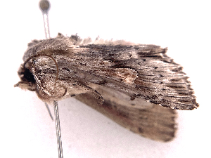  ( - ONBTA-02-H08)  @11 [ ] CreativeCommons - Attribution (2025) CBG Photography Group Centre for Biodiversity Genomics