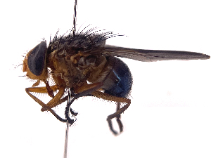  ( - ONBTA-03-B11)  @11 [ ] CreativeCommons - Attribution (2025) CBG Photography Group Centre for Biodiversity Genomics