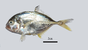  (Caranx ignobilis - Cign5)  @15 [ ] Copyright  J. Quilang and S.V. Aquilino, 2010 Unspecified