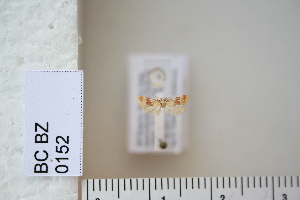  (Diceratura rhodograpta - CCDB-11132-E09)  @12 [ ] Copyright  B. Zlatkov 2011 Unspecified