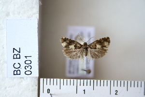  (Epiblema cirsianum - CCDB-11134-B04)  @14 [ ] Copyright  B. Zlatkov 2011 Unspecified