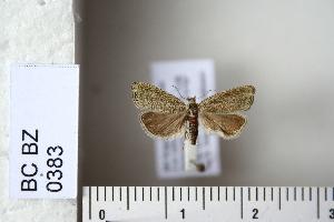  (Dichrorampha cinerosana - CCDB-11135-A03)  @13 [ ] Copyright  B. Zlatkov 2011 Unspecified