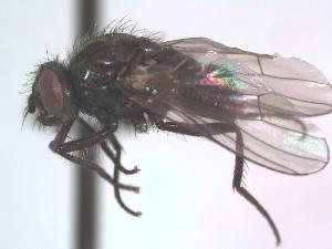  (Drymeia cantabrigensis - BUIC-DIP1160)  @12 [ ] CreativeCommons - Attribution Non-Commercial Share-Alike (2016) Jade Savage Bishop's University