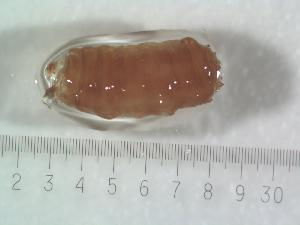  ( - BUIC-DIP1444)  @12 [ ] CreativeCommons - Attribution Non-Commercial Share-Alike (2017) Jade Savage Bishop's University