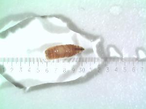  ( - BUIC-DIP1471)  @12 [ ] CreativeCommons - Attribution Non-Commercial Share-Alike (2017) Jade Savage Bishop's University