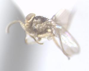  (Liriomyza sp. Mit-1 - BUIC-DIP1543)  @11 [ ] CreativeCommons - Attribution Non-Commercial Share-Alike (2018) Jade Savage Bishop's University