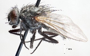  (Myospila bimaculata - BUIC-DIP1745)  @14 [ ] CreativeCommons - Attribution Non-Commercial Share-Alike (2019) Jade Savage Bishop's University