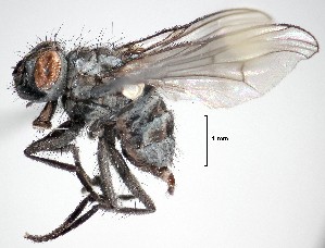  ( - BUIC-DIP1765)  @13 [ ] CreativeCommons - Attribution Non-Commercial Share-Alike (2019) Jade Savage Bishop's University